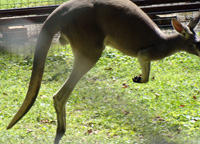 kangaroo jumping